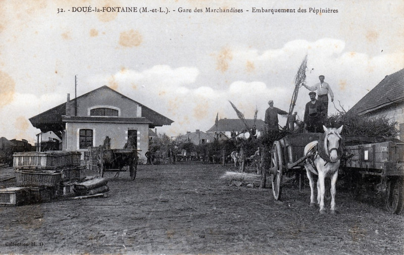 Carte postale ancienne Doué-la-Fontaine - Gare des Marchandises - Embarquement des Pépinières à Doué-en-Anjou