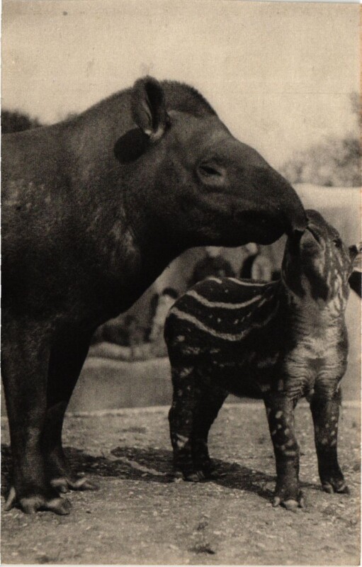 Carte postale ancienne Paris 12e-Parc Zoologique-Un Tapir d'Amérique et son petit à Paris 12e