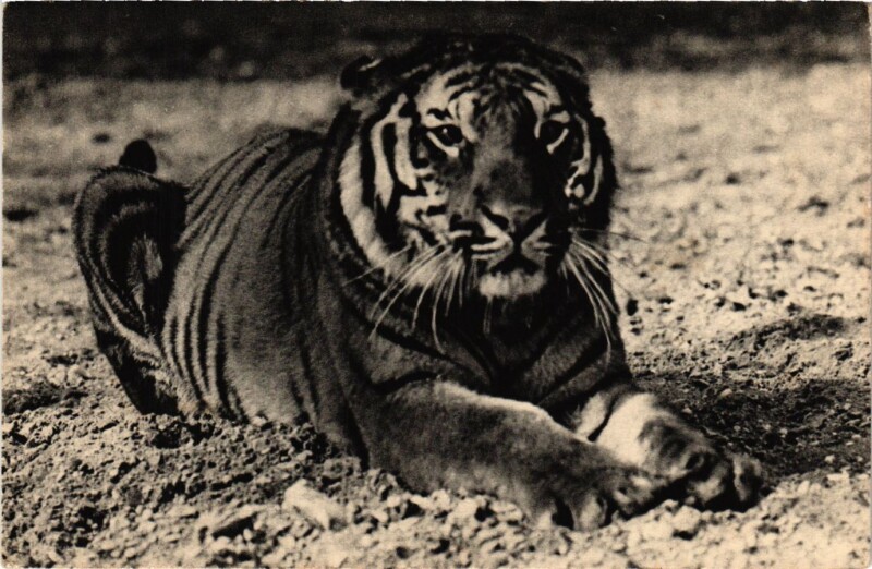 Carte postale ancienne Paris 12e-Parc Zoologique-Un Tigre du Bengale à Paris 12e