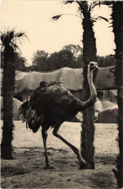 Carte postale ancienne Paris 12e-Parc Zoologique-Une Autruche à Paris 12e