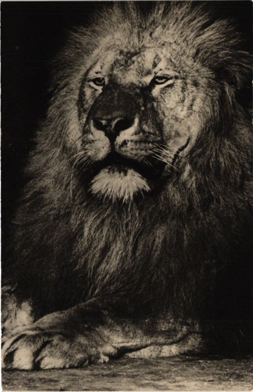 Carte postale ancienne Paris 12e-Parc Zoologique-Grosse Téte de Lion à Paris 12e