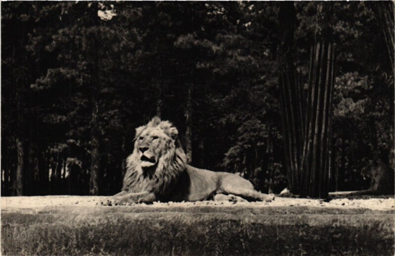 Carte postale ancienne Paris 12e-Parc Zoologique-Un Lion sur son plateau à Paris 12e
