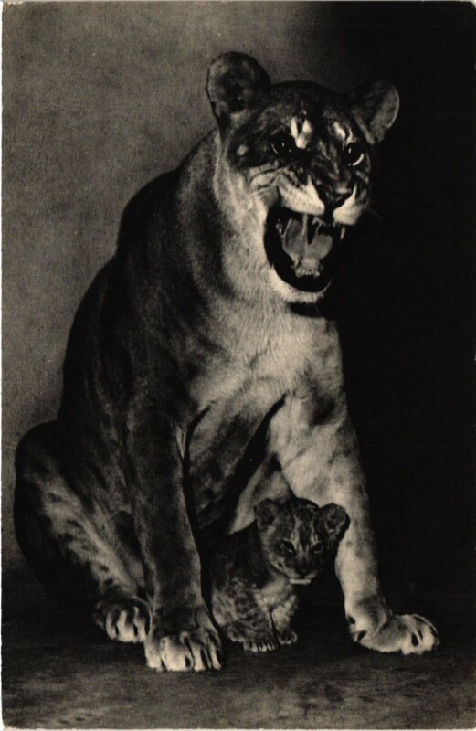 Carte postale ancienne Paris 12e-Parc Zoologique-Une Lionne et son petit à Paris 12e