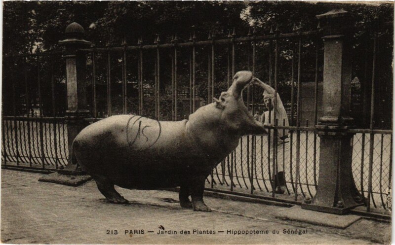 Carte postale ancienne Paris (5e) - Jardin des Plantes Hippopotame du Sénégal à Paris 5e