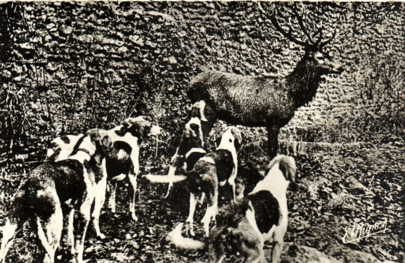 Carte postale ancienne Foret de Rambouillet-Hallali sur pied a la Maison Forestiere à Rambouillet