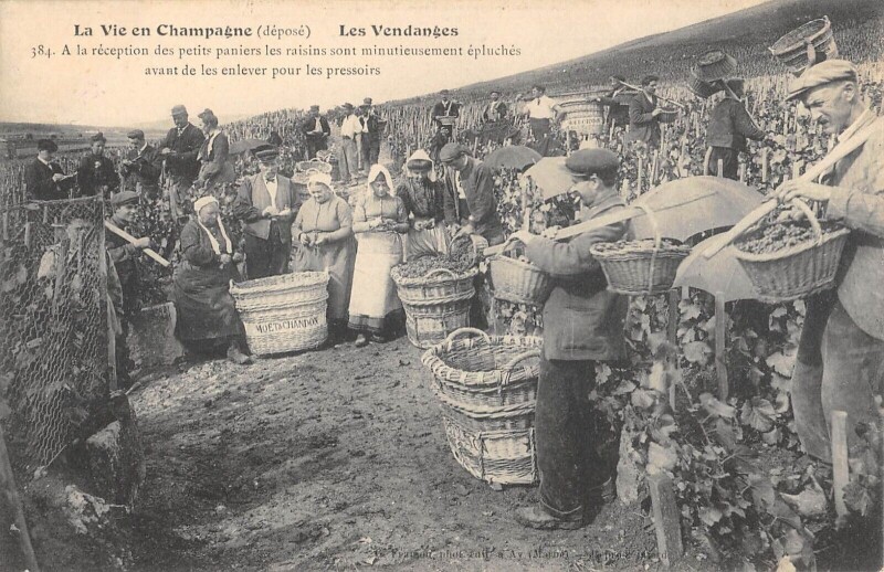Carte postale ancienne La Vie En Champagne Les Vendanges A La Reception Des Petits Paniers