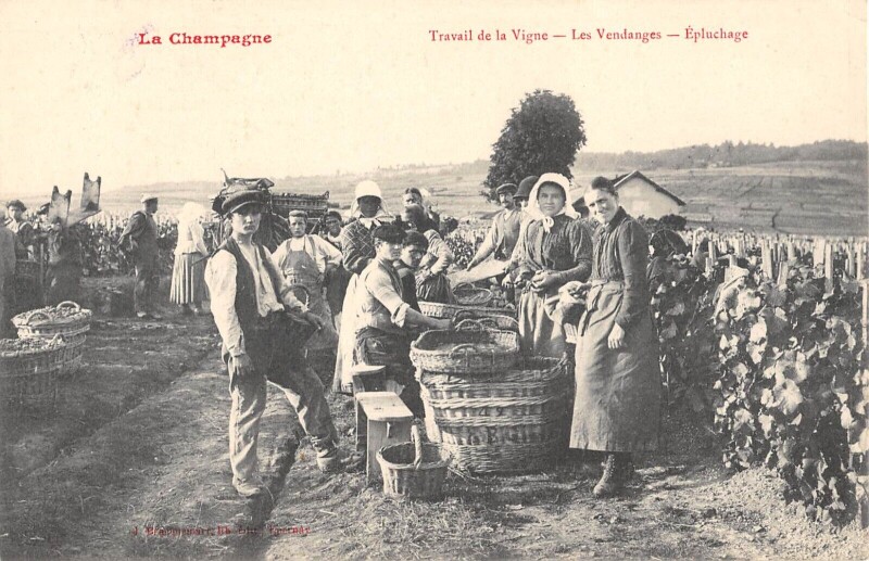 Carte postale ancienne La Champagne Travail De La Vigne Les Vendanges Epluchage