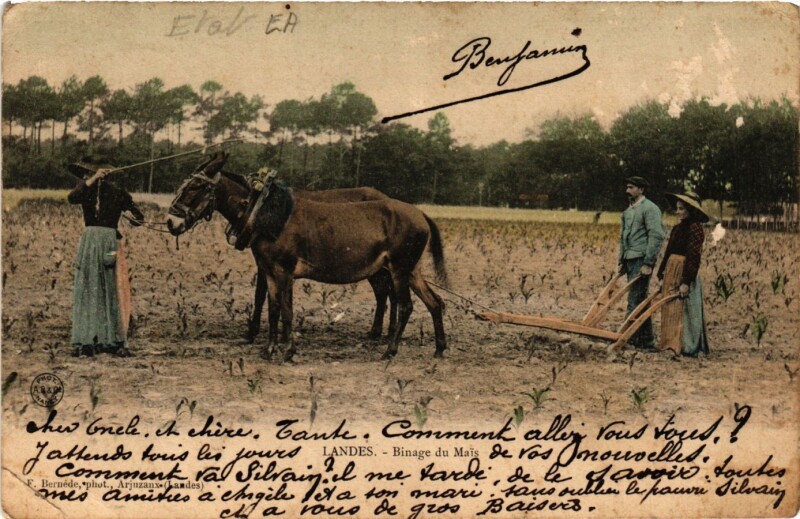 Carte postale ancienne Landes - Binage du Mais - Folklore