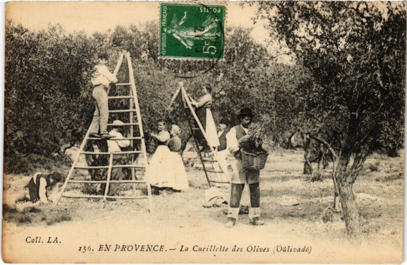 Carte postale ancienne En Provence - La Cueillette des Olives