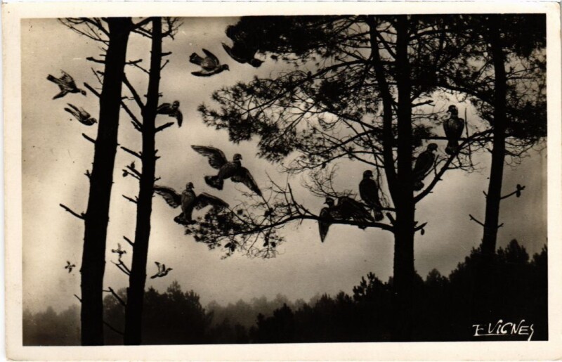 Carte postale ancienne Soleil des Landes Matinee d'Octobre-Les palombes France