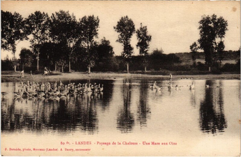 Carte postale ancienne Landes Paysage de la Chalosse France à Losse