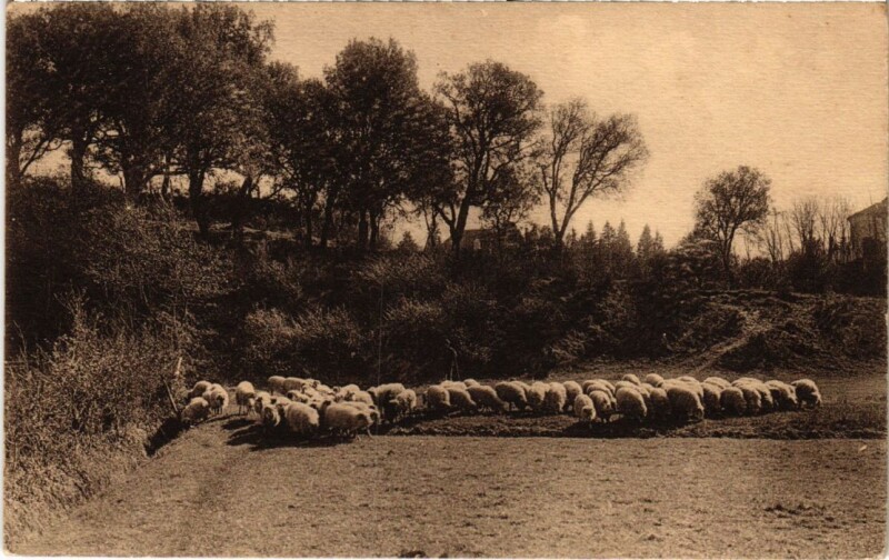 Carte postale ancienne Dans les Landes de Gascogne Les Moutons France