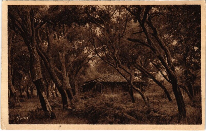 Carte postale ancienne Les Chenes-lieges France