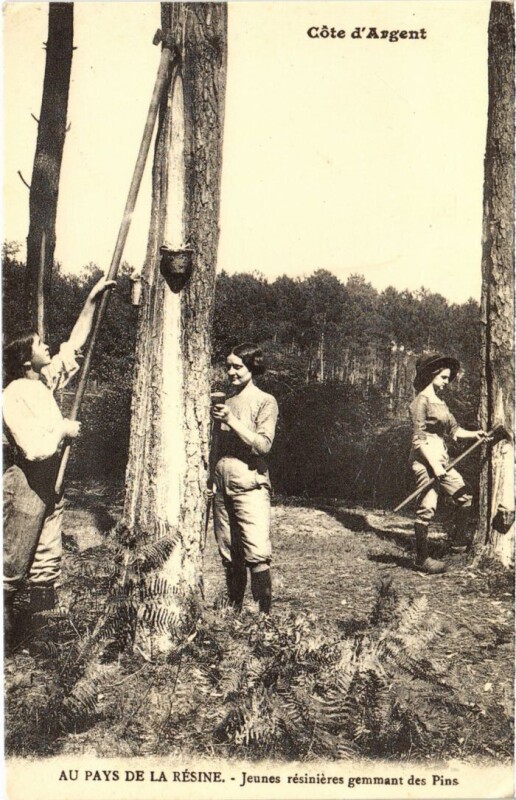 Carte postale ancienne Au Pays de La Resine Jeunes resinieres gemmant des Pins France
