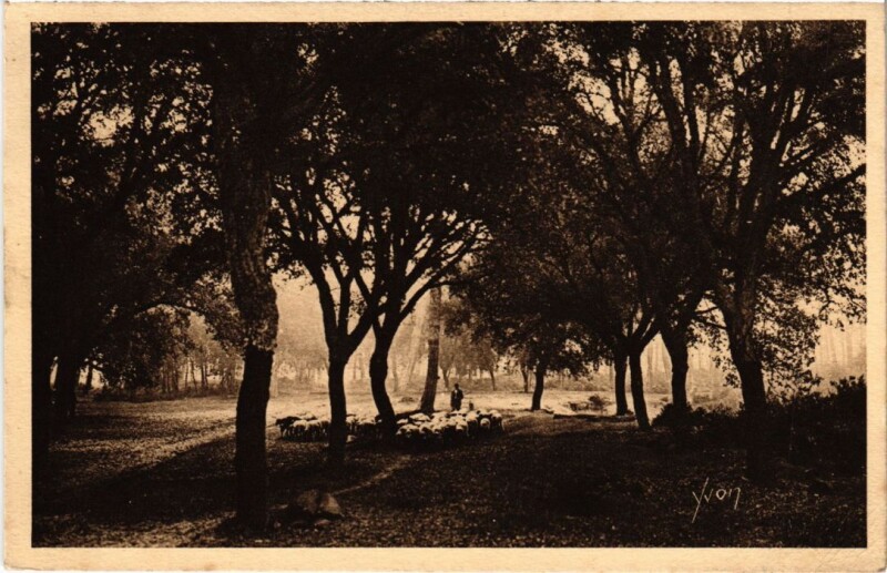Carte postale ancienne Les Chenes-lieges France