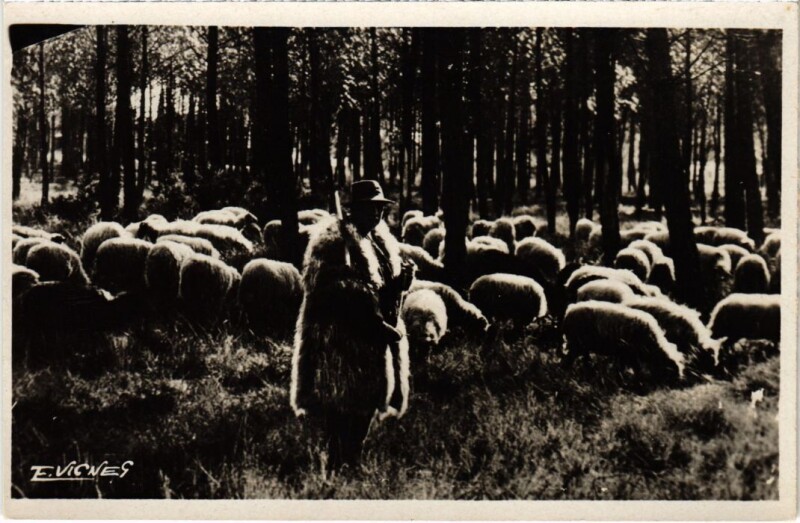 Carte postale ancienne Au Pays Landais Berger et moutons en hiver France