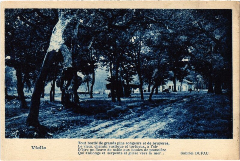 Carte postale ancienne Vieille Tout borde de grands pins France