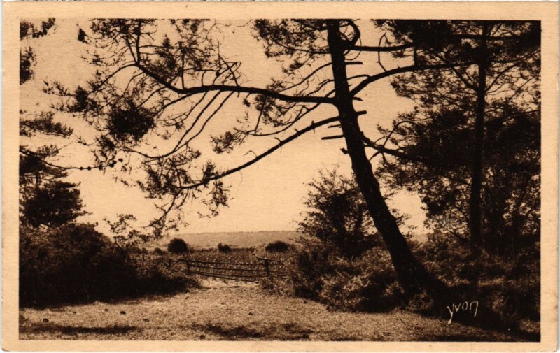 Carte postale ancienne Perchoir pour ecureuil France