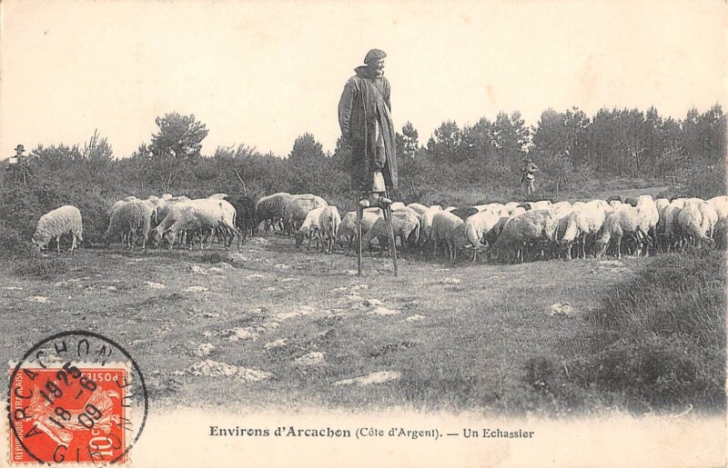 Carte postale ancienne Environs D'Arcachon Un Echassier à Arcachon