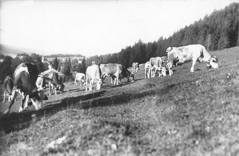 Carte postale ancienne La Franche Comté - Les Paturages