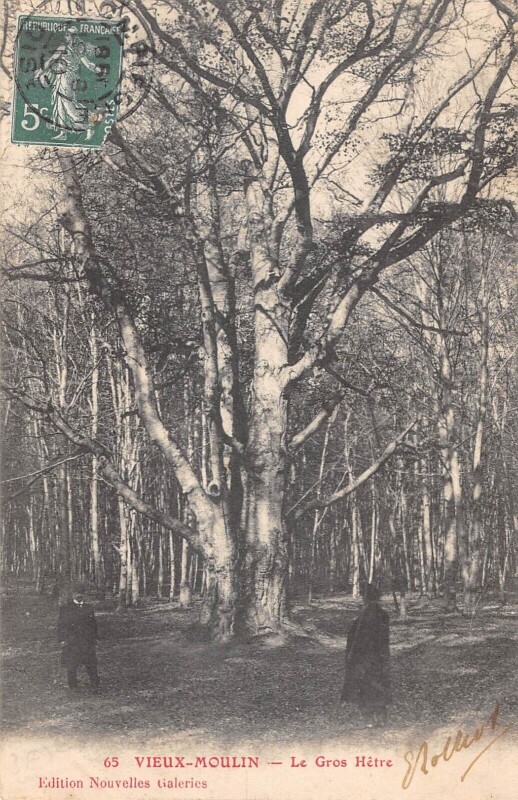 Carte postale ancienne Vieux Moulin Le Gros Hetre à Vieux-Moulin