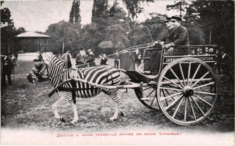 Carte postale ancienne Jardin d'Acclimatation - Zèbre a robe Isabelle rayée de brun à Paris
