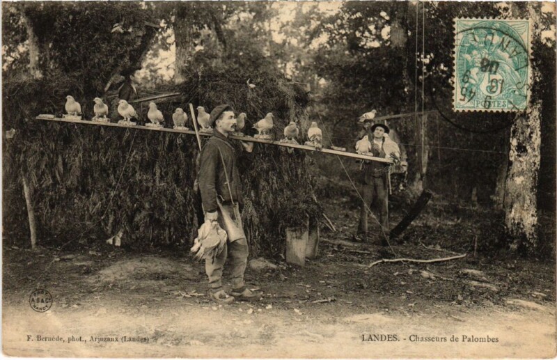 Carte postale ancienne Folklore Chasserus de Palombes