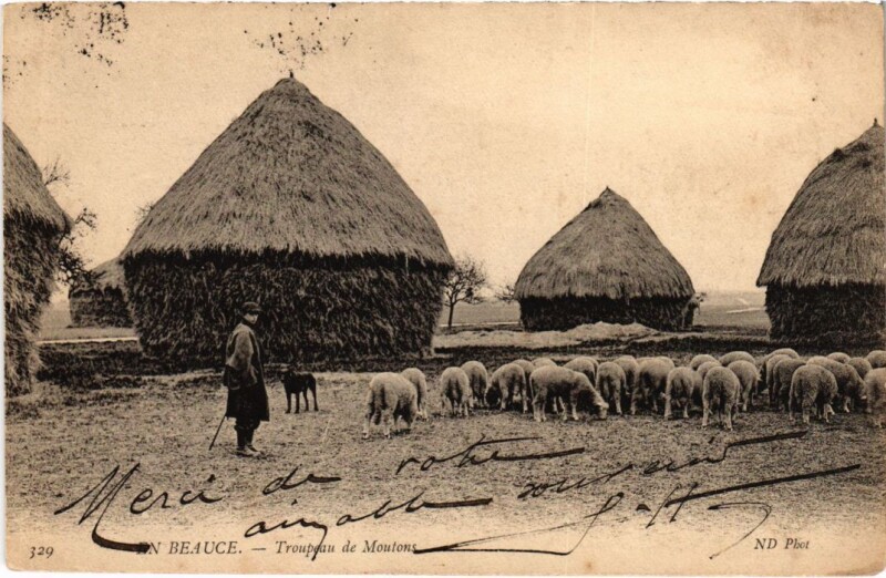 Carte postale ancienne En Beauce Troupeau de Moutons Nd Phot