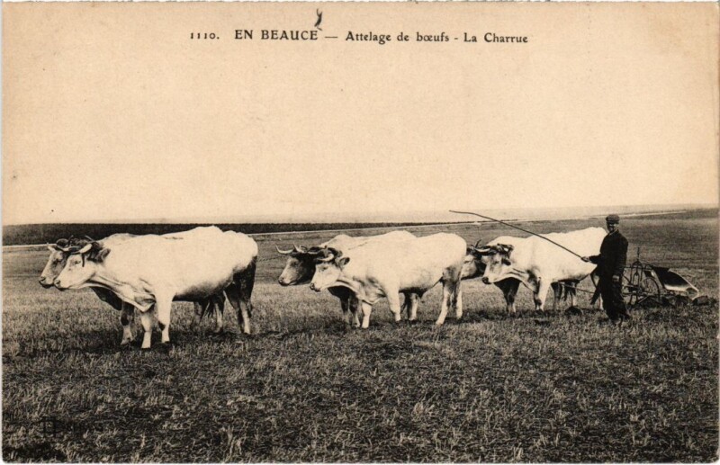 Carte postale ancienne En Beauce attelage de boeufs La Charrue