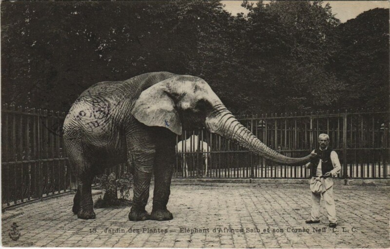 Carte postale ancienne Paris 5e Jardin des Plantes Elephant