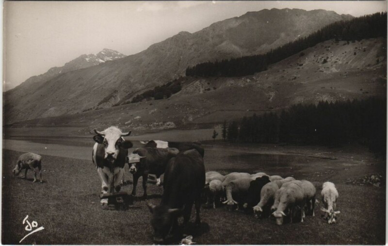 Carte postale ancienne Les Alpes - Troupeau a l'Alpage