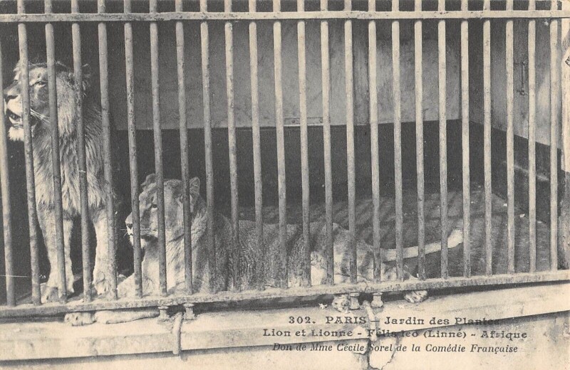 Carte postale ancienne Paris Ve Jardin Des Plantes Lion Et Lionne Afrique à Paris 5e