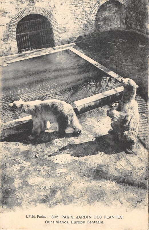 Carte postale ancienne Paris Ve Jardin Des Plantes Ours Blancs Europe Centrale à Paris 5e
