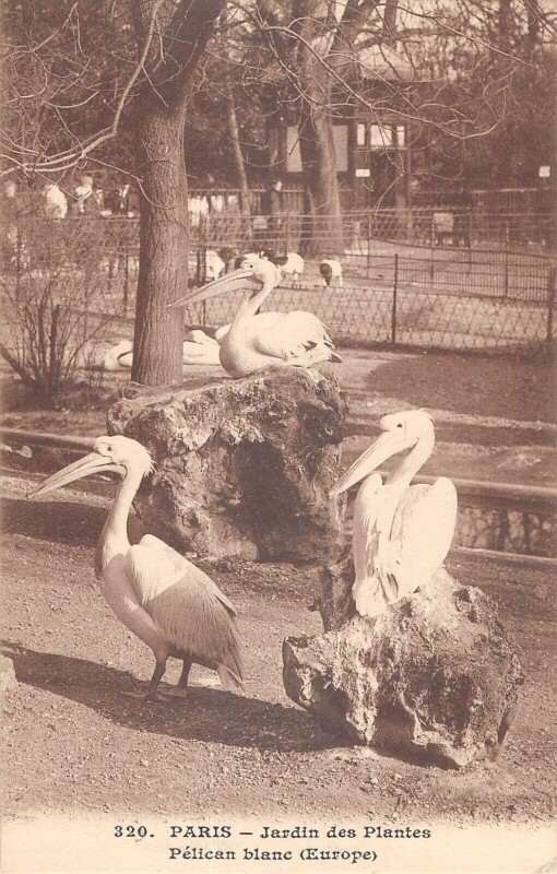 Carte postale ancienne Paris Ve Paris Jardin Des Plantes Pelican Blanc Europe à Paris 5e