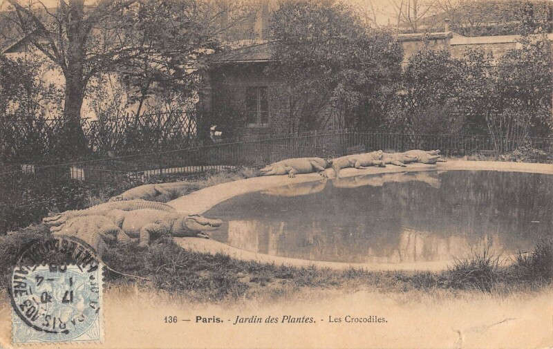Carte postale ancienne Paris Ve Jardin Des Plantes Le Crocodile à Paris 5e