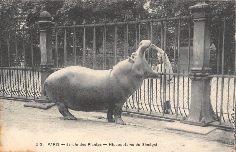 Carte postale ancienne Paris Ve Jardin Des Plantes Hippopotame Du Senegal à Paris 5e
