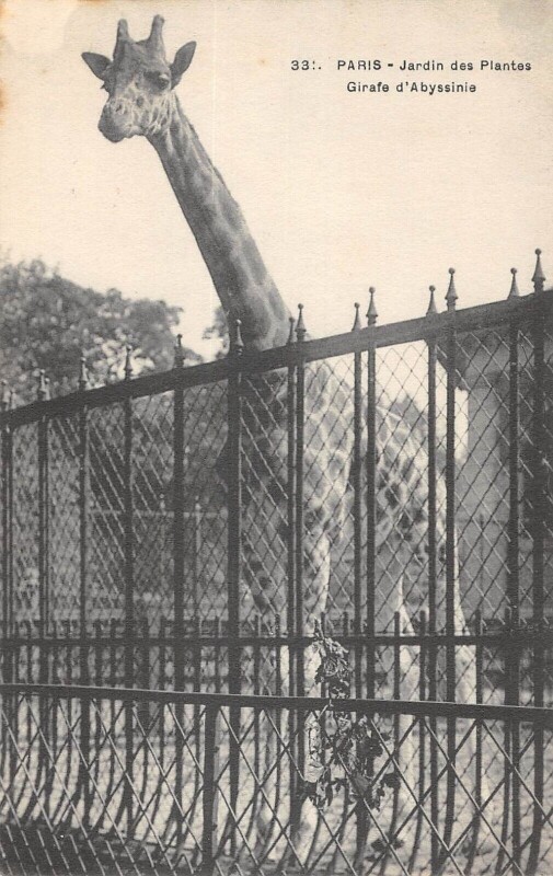 Carte postale ancienne Paris Ve Paris Jardin Des Plantes Girafe D'Abyssinie à Paris 5e