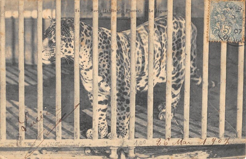 Carte postale ancienne Paris Ve Paris Jardin Des Plantes Le Jaguard à Paris 5e
