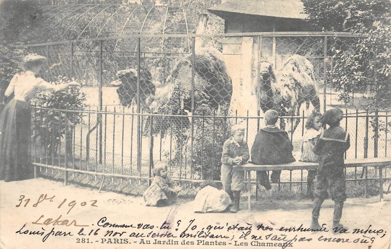 Carte postale ancienne Paris Ve Jardin Des Plantes Le Chameau à Paris 5e