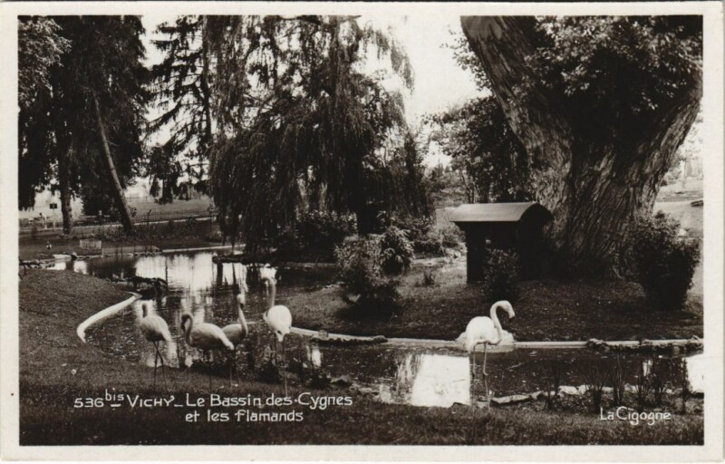 Carte postale ancienne Vichy Le Bassin des Cygnes et les Flamands à Vichy
