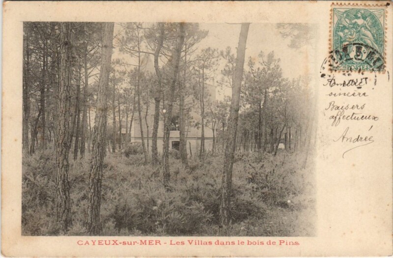 Carte postale ancienne Cayeux-Sur-Mer bois de pins les villas à Cayeux-sur-Mer