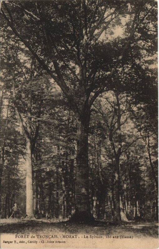 Carte postale ancienne Morat Foret de Troncais Le Sylvain
