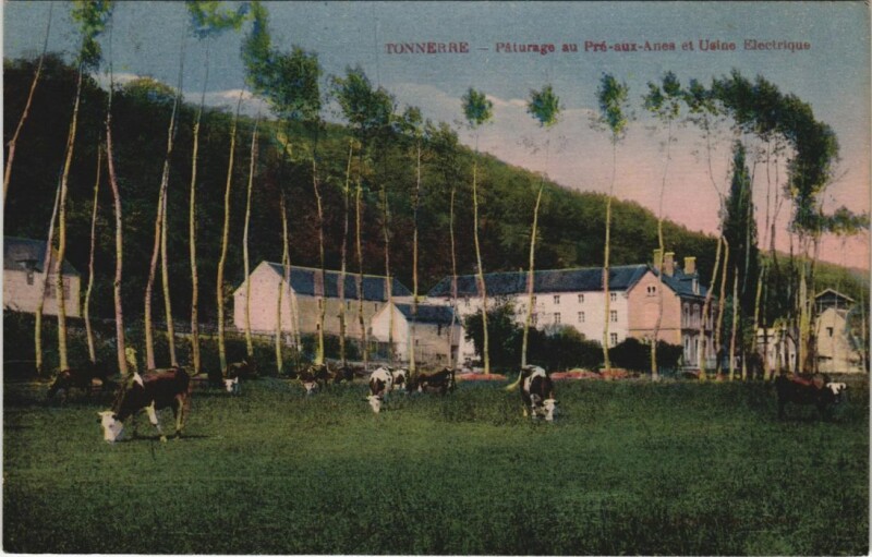 Carte postale ancienne Tonnerre Paturage au Pre-aux-Anes France à Tonnerre