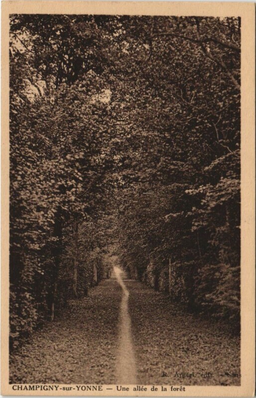 Carte postale ancienne Champigny sur Yonne Une allee de la foret France à Champigny