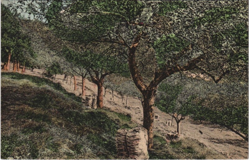 Carte postale ancienne Working on the Fields