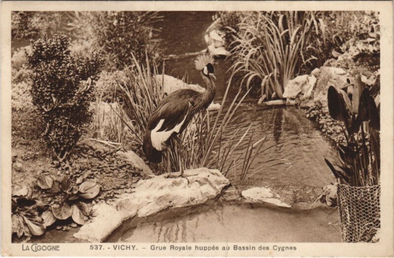 Carte postale ancienne Vichy Grue Royale huppee au Bassin des Cygnes France à Vichy