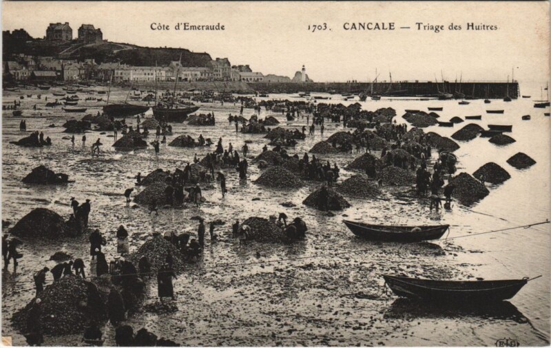 Carte postale ancienne Cancale Triage des Huitres à Cancale