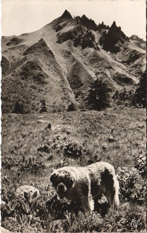 Carte postale ancienne Le Mont Dore Le Sancy à Mont-Dore