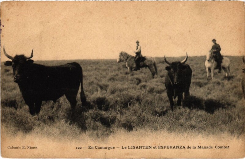 Carte postale ancienne En Camargue - Le Lisanten et Esperanza de la Manade Combet