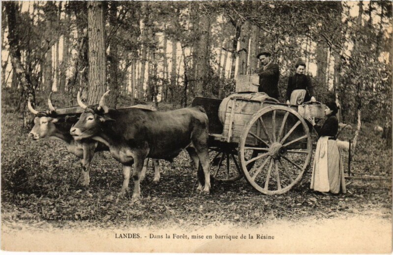 Carte postale ancienne Landes Dans la Foret France